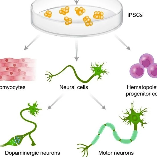 تطلق Yocon Biotech رسميًا الخط الكامل من منتجات IPSC - Series Series